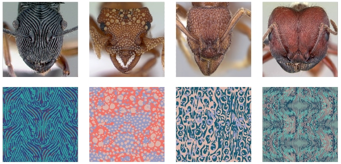 A composite image of four ant faces plus four textile patterns inspired by the patterns on each ant's face
